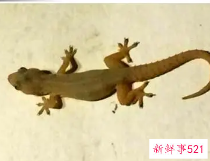 做梦壁虎掉身上