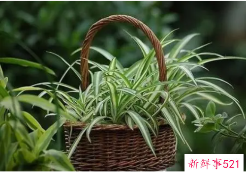 门前最旺风水的花是什么花