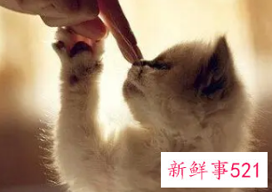 有创意搞笑昵称