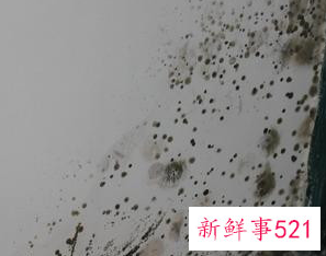 墙壁回潮发霉怎么处理