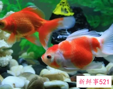 养鱼的寓意和象征风水