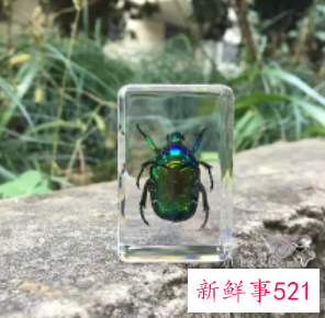 死了多久的甲虫能做标本