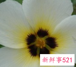 每种花的花语含义及图片