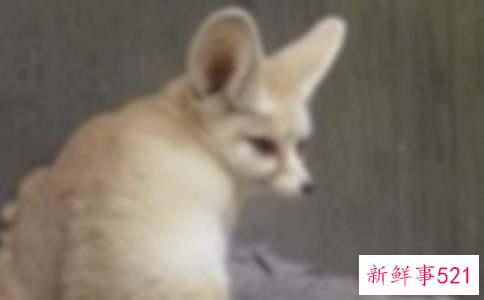 猴子与狐狸互相帮工寓言故事