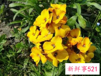 养殖桂竹香常见的病虫害有哪些