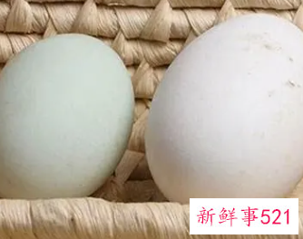 女性吃鹅蛋的功效与副作用