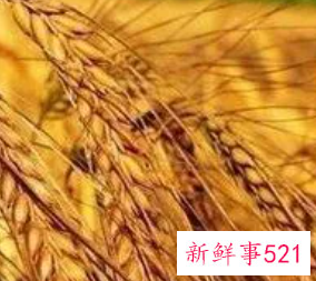 小麦和玉米哪个蛋白质含量高