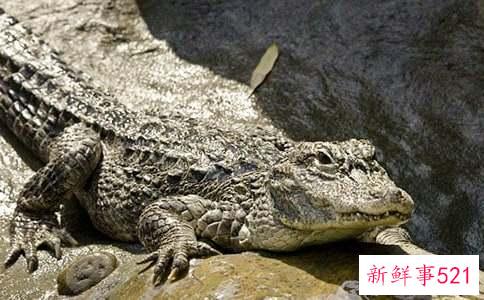 男人梦见鳄鱼是什么预兆