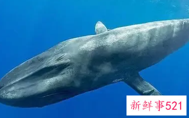 鲸鱼是鱼类还是哺乳