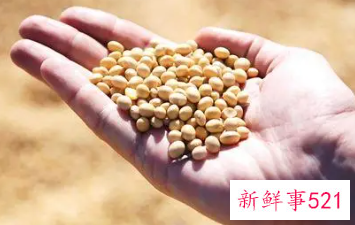 梦见黄豆成熟是什么预兆