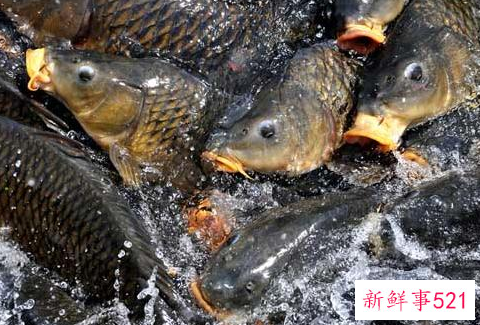 养鲤鱼喂什么饲料好