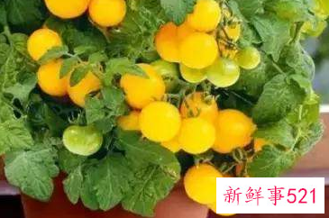 阳台非常好养的蔬菜