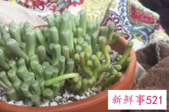 怎样养护五十铃玉