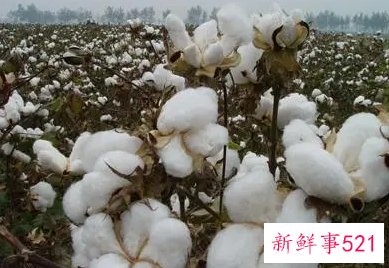 梦见棉花地里有坟墓