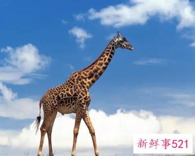 女生做梦梦到长颈鹿