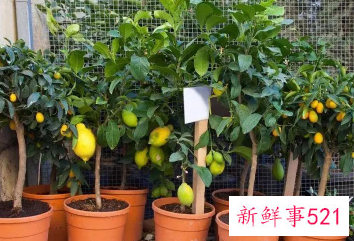 阳台非常好养的蔬菜