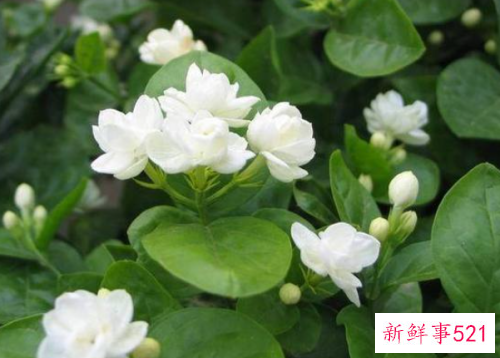 鲜花妙用助你平定敏感肌