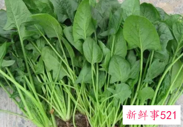 菠菜吃了对人体有害吗