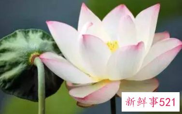 每种花代表女生的性格