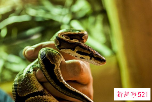 梦见给蛇扒皮是什么意思