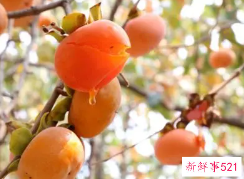 哺乳期能吃柿子吗