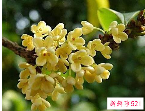 门前最旺风水的花是什么花