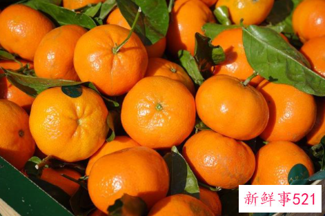 桔子籽粉的功效与作用