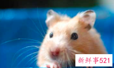 可以上手的迷你小宠物