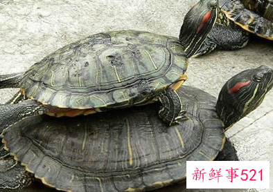 甲鱼壳辟邪很灵