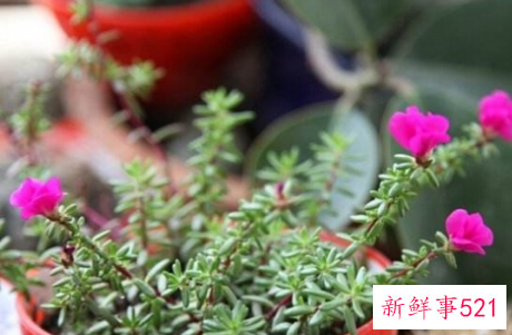 天气越热长得越好的耐高温植物