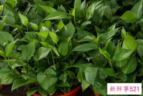 大叶绿萝下面叶子发黄的原因是什么