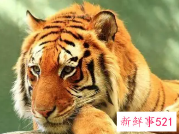 属虎男人适合佩戴什么手串