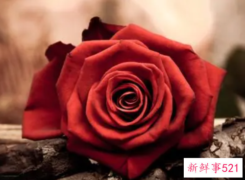 鲜花妙用助你平定敏感肌