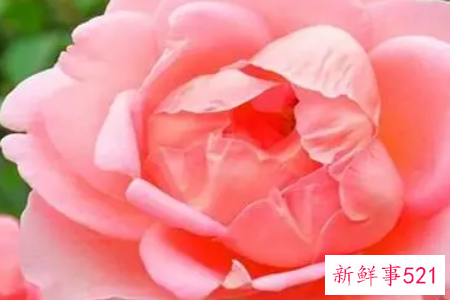 月季花的品种简介