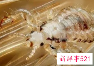 梦见身上有虱子并掐死