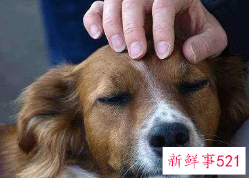 摸幼犬的头它会向上咬