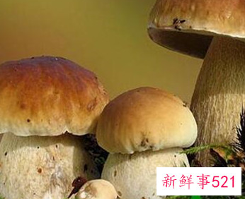 牛肝菌冷冻保存方法