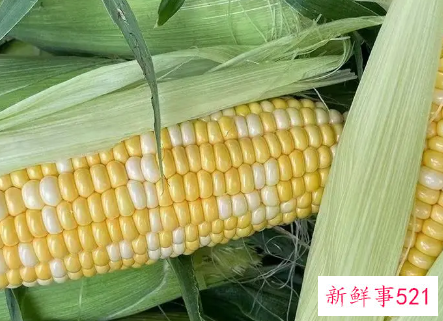 玉米都有哪些营养价值