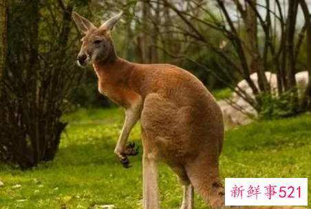 梦见袋鼠是什么意思呢