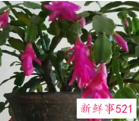 蟹爪兰怎么浇水