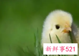 从街上买回来的小鸡怎么养