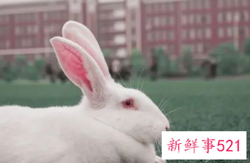 2023年属兔宝宝几月份好