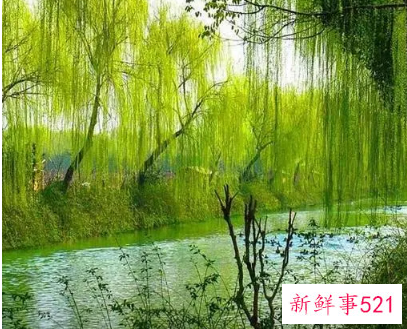 什么是春天的象征