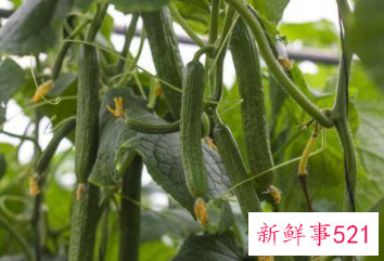 黄瓜对人体有什么营养价值