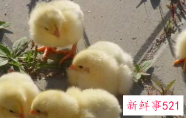 从街上买回来的小鸡怎么养