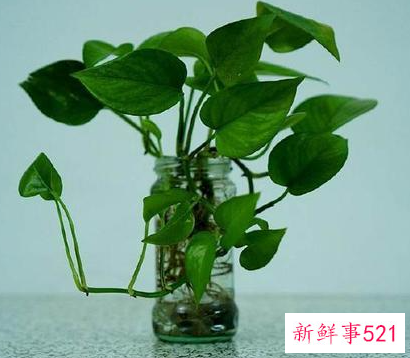 属虎办公室应该养什么植物