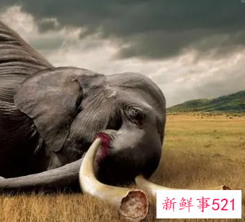 保护野生动物公益广告