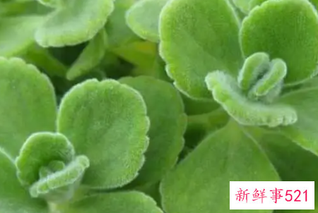 碰碰香烂根的处理方法