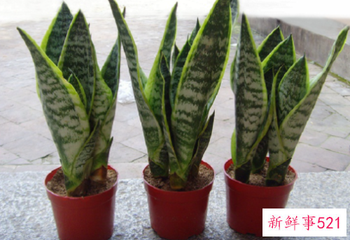 门前最旺风水的花是什么花