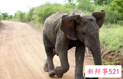 梦见大象和自己很友好什么预兆